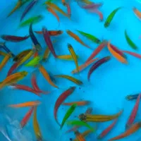 ماهی زبرا رنگی مولد