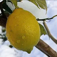 خدمات باغبانی