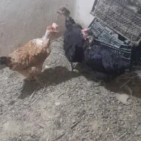 مرغ رسمی تخم کن
