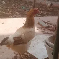 مرغ محلی