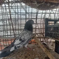 کفتر پاکستانی|پرنده|ایرانشهر, |دیوار