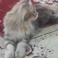 گربه پرشین|گربه|چناران, |دیوار