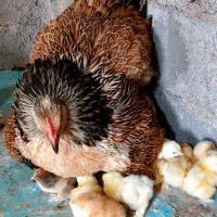 تخم نطفه دار برهما|حیوانات مزرعه|قائم‌شهر, |دیوار