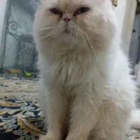 گربه پرشین