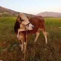 گاو سمینتال