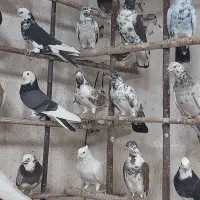 کبوتر پرشی گرو