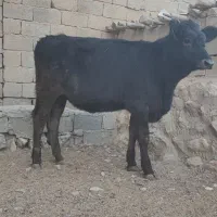 گاو و گوساله (تلیسه برانسویس)