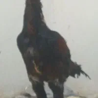 یک خروس لاری یا دو تا مرغ لاری|حیوانات مزرعه|تربت‌حیدریه, شهید قرنی|دیوار