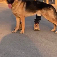 دو قلاده ژرمن کامل آموزش دیده