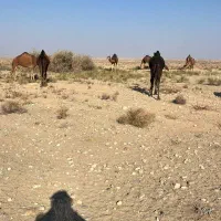 20نفر شتر|حیوانات مزرعه|سیرجان, |دیوار