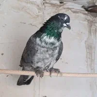 گرفتنی|پرنده|قم, علی آباد سعدگان|دیوار