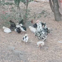 مرغ خروس|حیوانات مزرعه|کردکوی, |دیوار