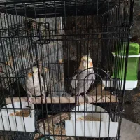 دوتا  عروس هلندی|پرنده|بمپور, |دیوار