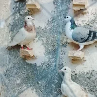 کفتر|پرنده|مشهد, شیرحصار|دیوار