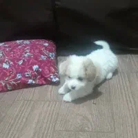 سگ جیبی کرلس خیلی باهوش و بازیگوشه