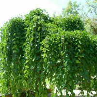 فروش نهال توت چتری|خدمات باغبانی و درختکاری|درح, |دیوار