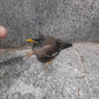 جوجه مینا کلات