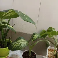 گل دیفن باخیا