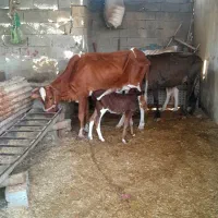 فروش گاو زایده با گوساله ماده