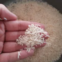برنج هاشمی درجه یک|خوردنی و آشامیدنی|رشت, بازار|دیوار