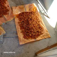 الو بخارا محلی باطعمی خوشمزه