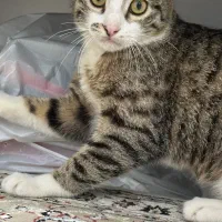 واگذاری گربه خانگی