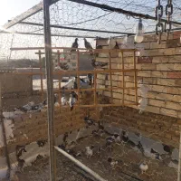 کفتر پرشی