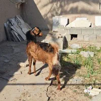 فروش بز مری نر|حیوانات مزرعه|سیب و سوران, |دیوار