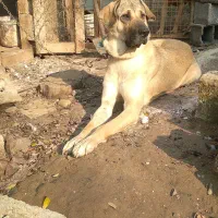 سگ پژدر،سرابی