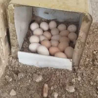 تخم مرغ محلی دورگ