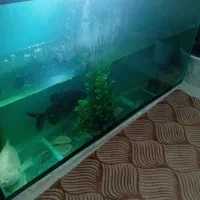 پیرانا|ماهی|اقبالیه, |دیوار