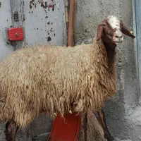 گوسفندماده سالم مناسب برای قربانی چاق50کیلو