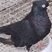 سیاه ابادانی بهبهانی وبوشهری