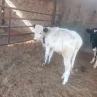 7 راس گوساله نر|حیوانات مزرعه|طسوج, |دیوار