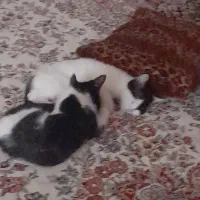 واگداری بچه گربه|گربه|کرمان, |دیوار