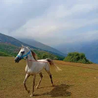 اسب|اسب و تجهیزات اسب‌سواری|رامسر, |دیوار