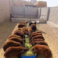 گاومیش خرید تمامی حیوانات ،ادرس مایان|حیوانات مزرعه|تبریز, |دیوار