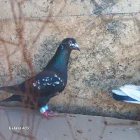 ۳عدد جنگنده بوم بلند بشرط پرش