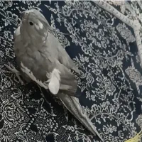 دوعددعروس هلندی