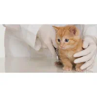 استخدام و اموزش دستیار دامپزشکی دام پزشک