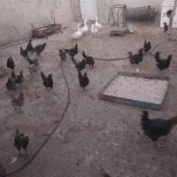 فروش مرغ و اردک محلی