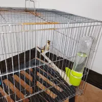 سهره ماده داغسر