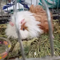 خوکچه هندی خوشگل وبامزه