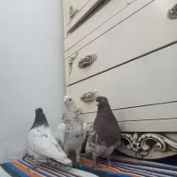 رنگه جفگا|حیوانات|مشهد, چهنو|دیوار