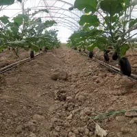 کارگر دائم گلخانه