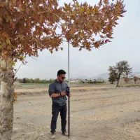 خدمات نقشه برداری، نقشه ثبتی شمیم و UTM