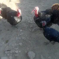 بوقلمو نکردی|حیوانات مزرعه|ماهیدشت, |دیوار