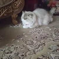 دو عدد گربه نر و ماده پرشین خشکل عروسک|گربه|تربتحیدریه, کلاته توکلی|دیوار