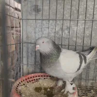 کبوتر سوسنی هل پاپر