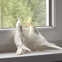 جفت عروس هلندی رام